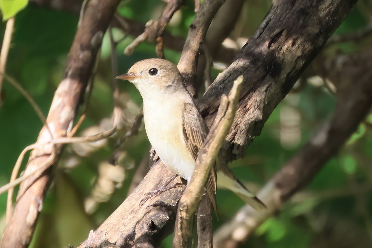 lejsek malý - ML646576496