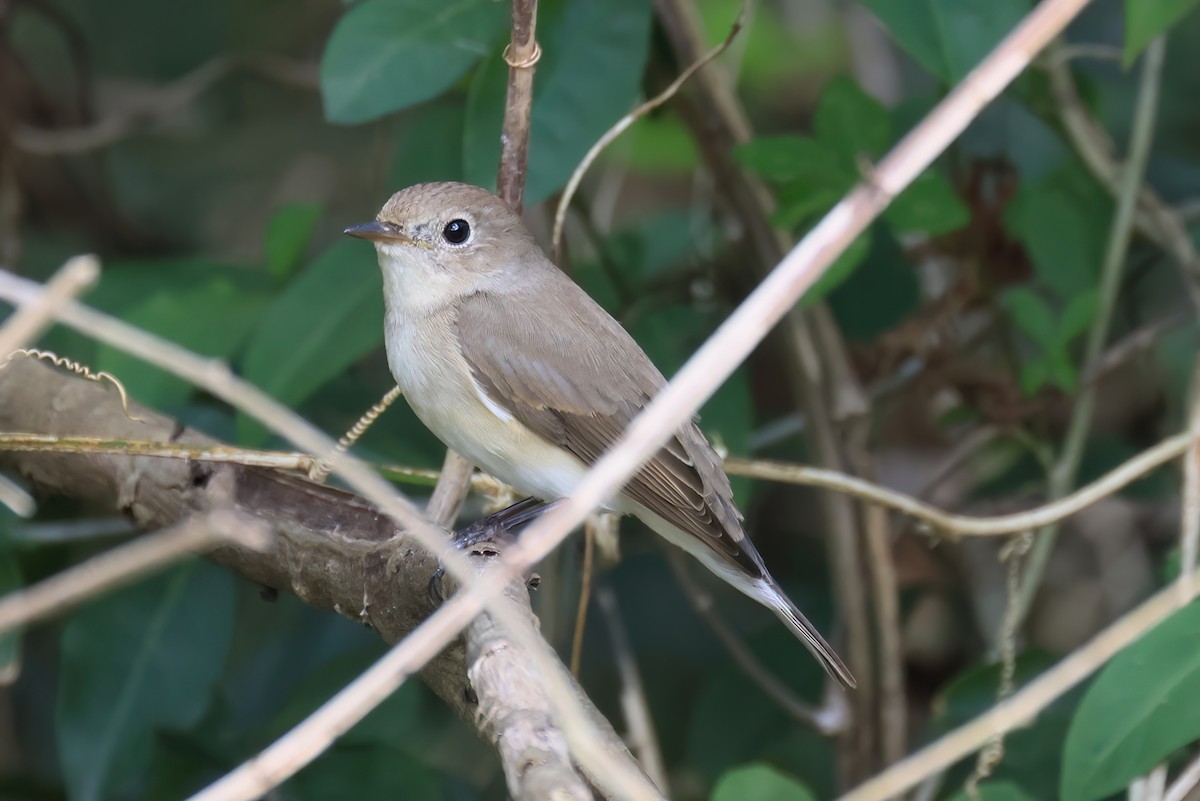 lejsek malý - ML646576499