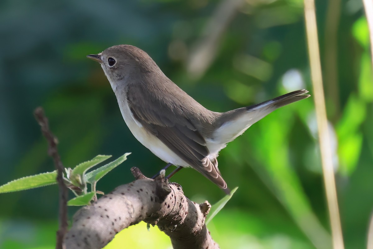 lejsek malý - ML646576502