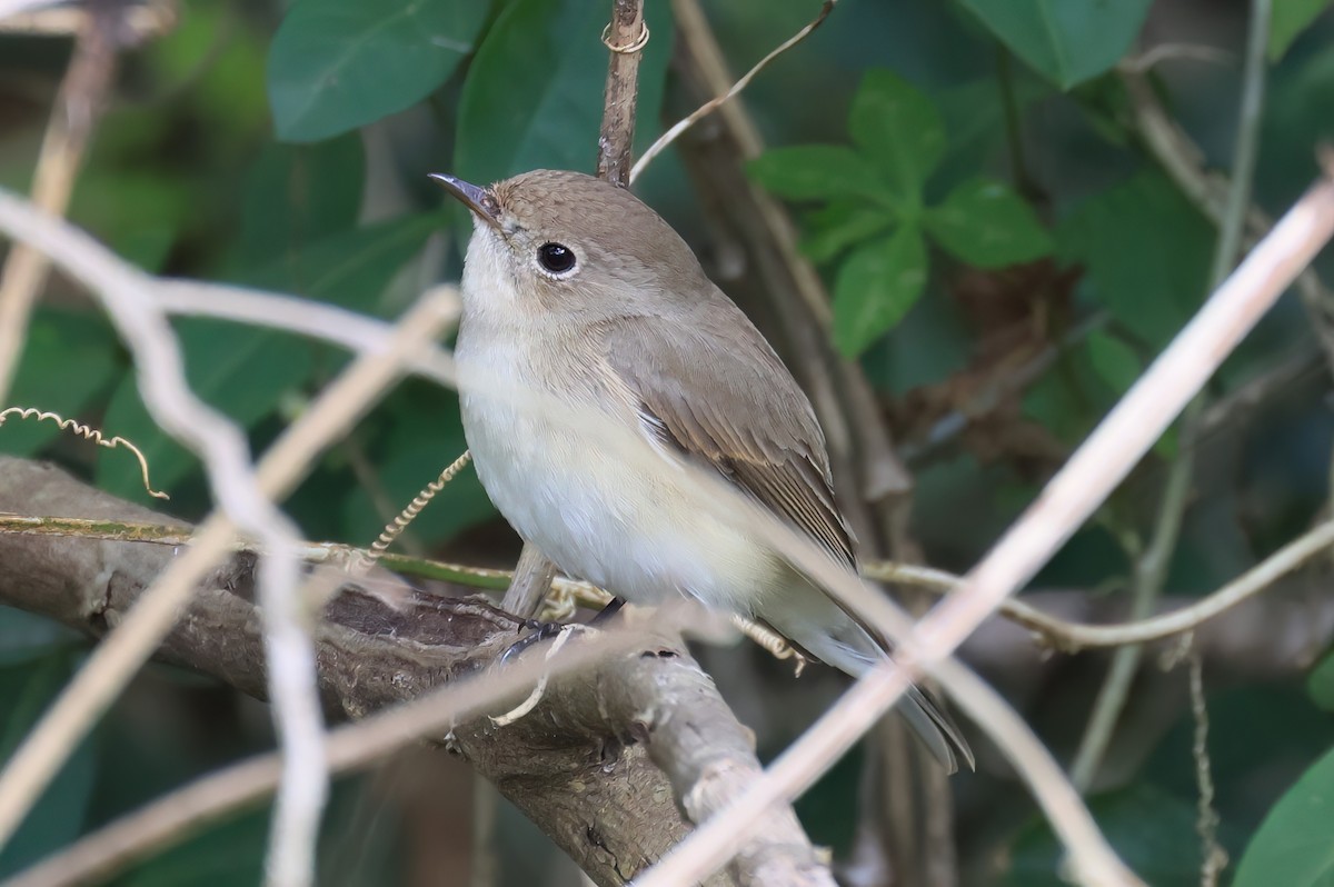 lejsek malý - ML646576504