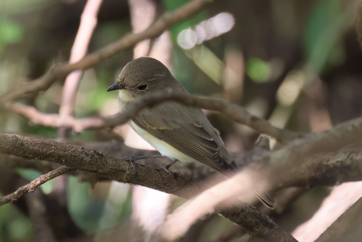 lejsek malý - ML646576505