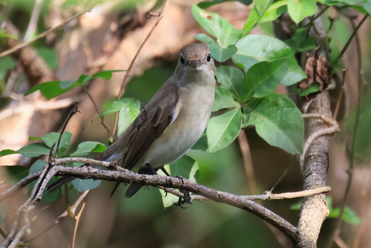 lejsek malý - ML646576506