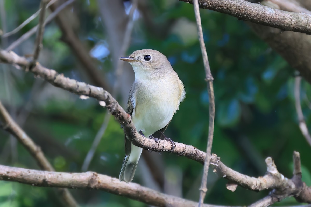 lejsek malý - ML646576507