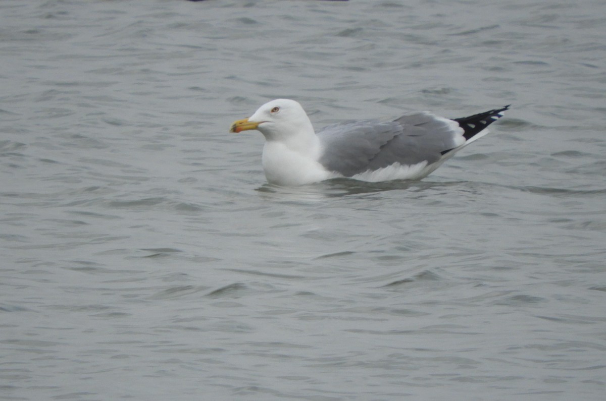 racek středomořský - ML646576508