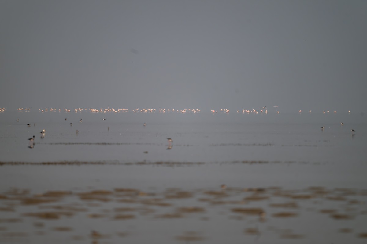 plameňák růžový - ML646576509