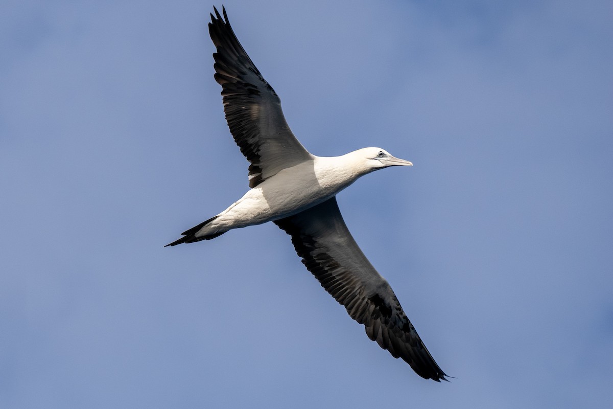 terej bílý - ML646576510