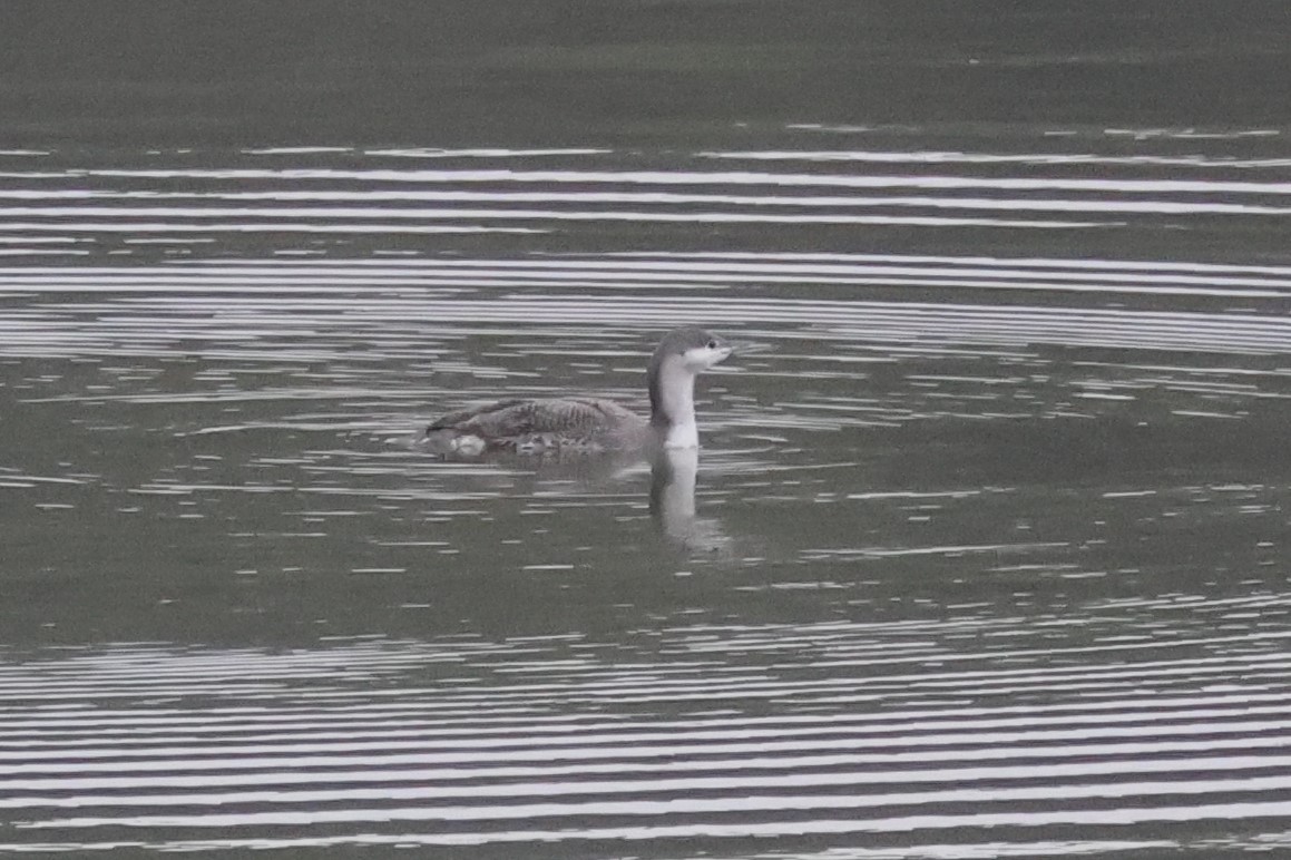 Strolaga minore - ML646576511