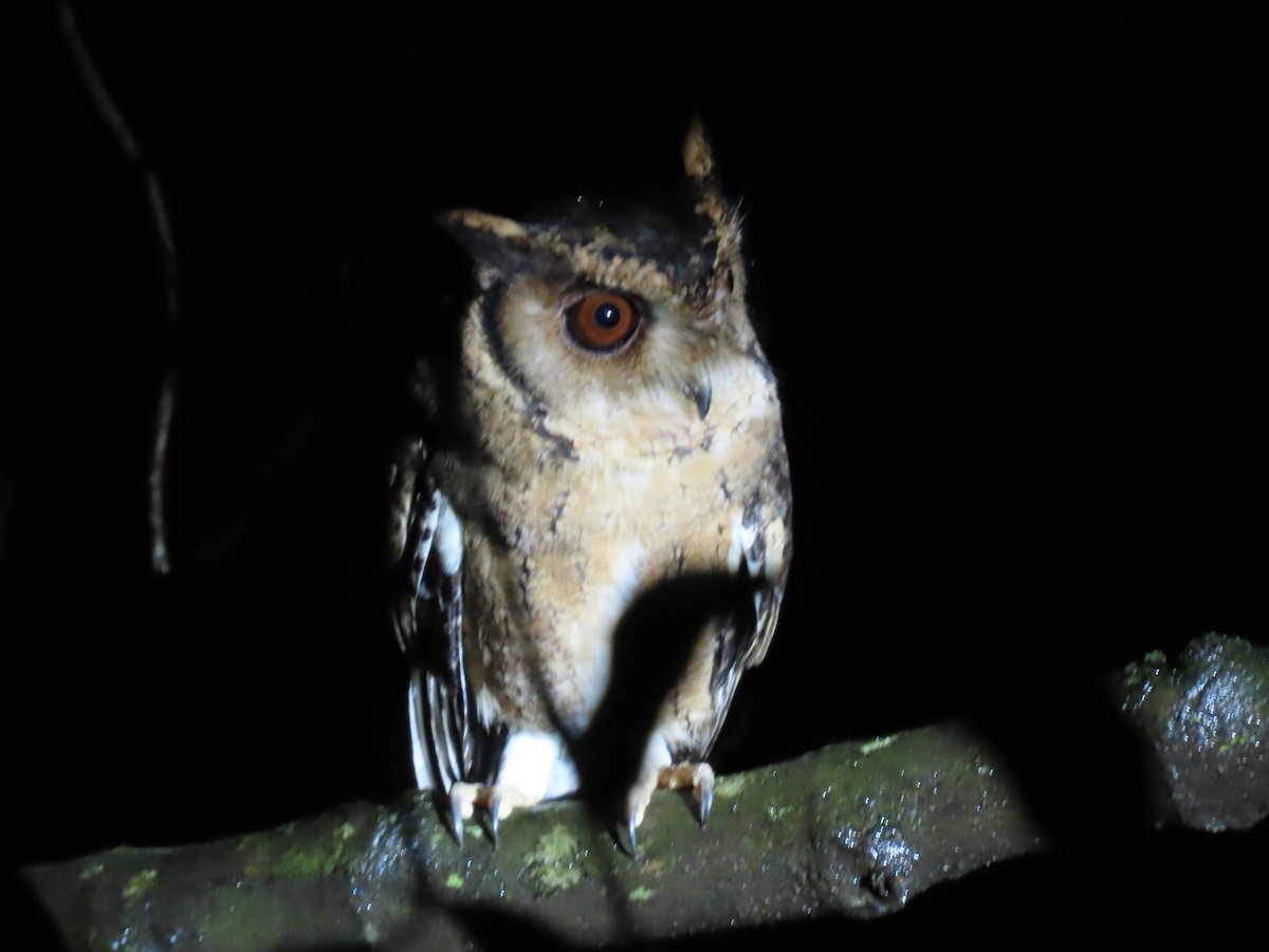 Autillo Indio - ML646576521