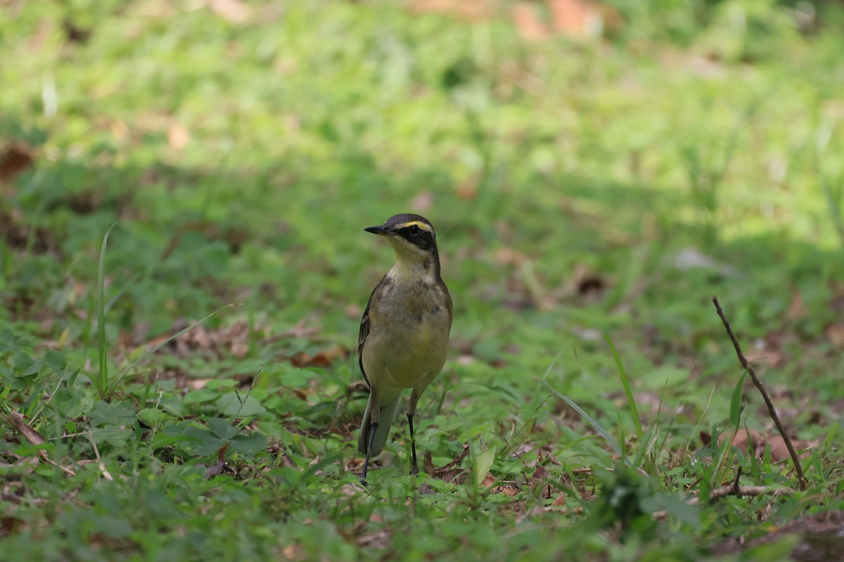 Lavandera de Chukotka - ML646576522