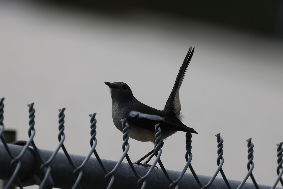 Shama Oriental - ML646576524