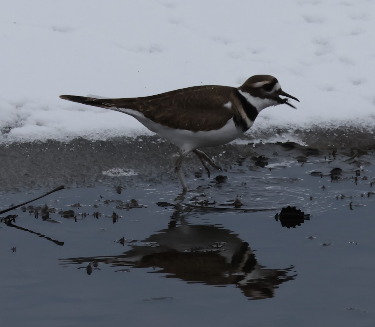 Chorlitejo Culirrojo - ML646576526