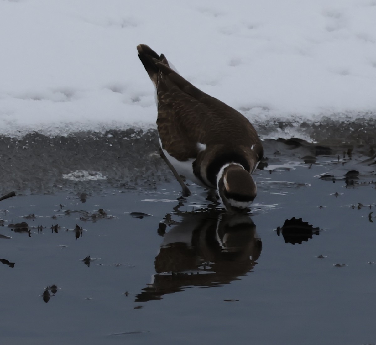 Chorlitejo Culirrojo - ML646576527