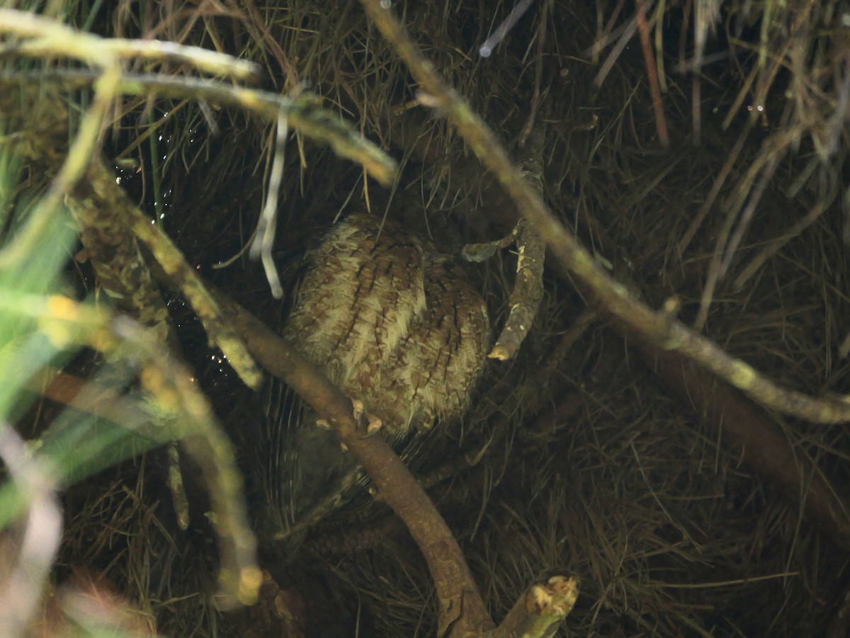 Autillo Malgache (de Pluvisilva) - ML646576528