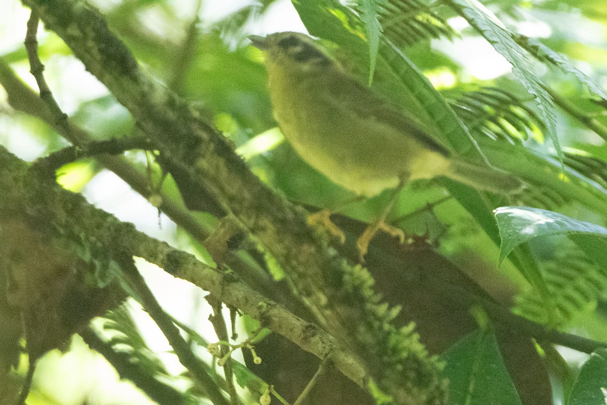 Reinita Cabecilistada (daedalus) - ML646576529