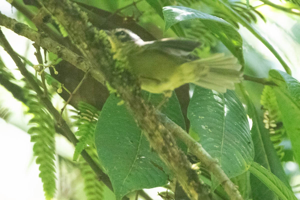 Reinita Cabecilistada (daedalus) - ML646576530