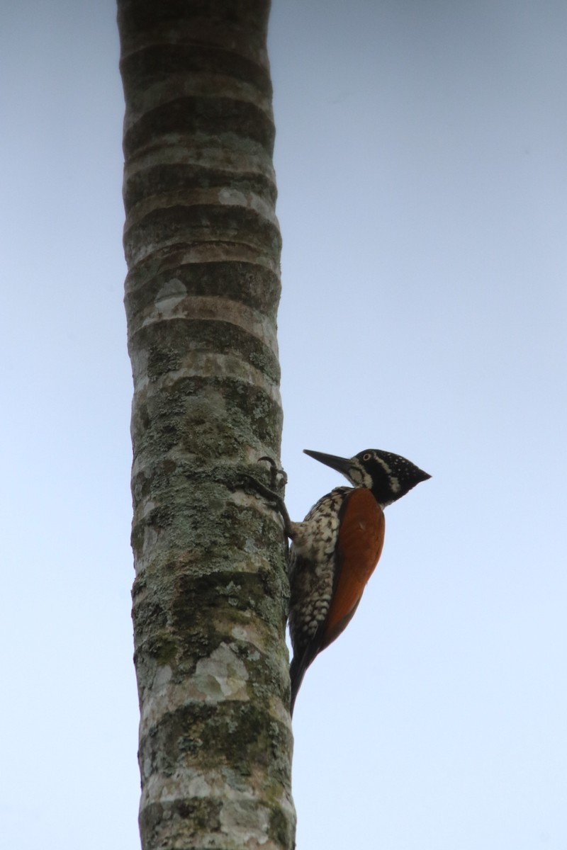 Pito Sultán Malabar - ML646576534