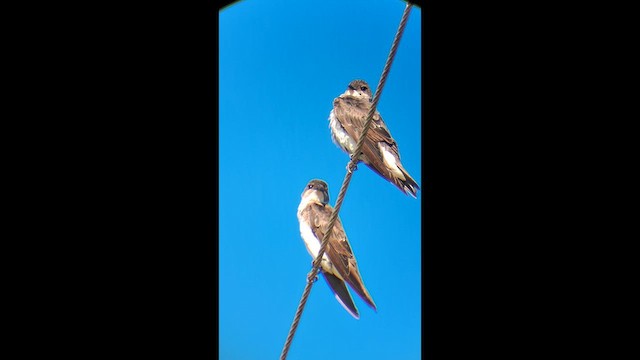 Golondrina Parda - ML646576535