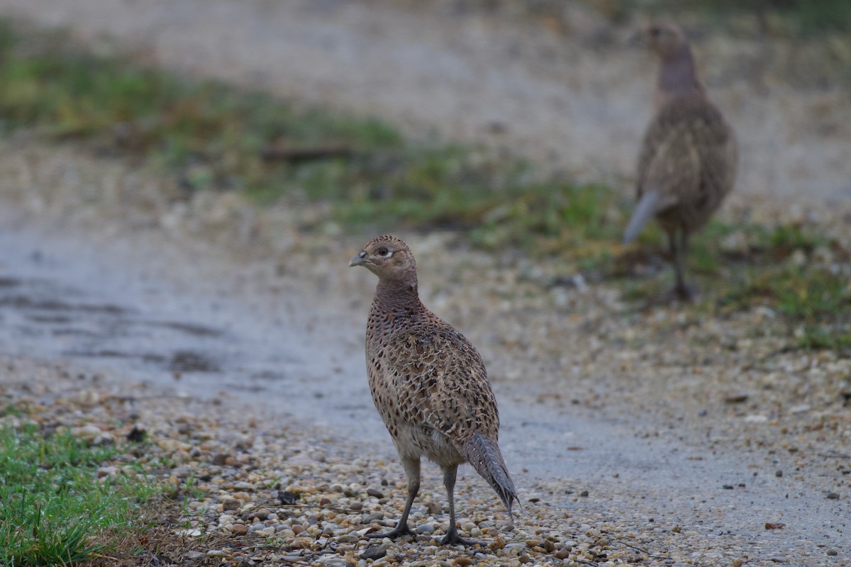 Faisán Vulgar - ML646576538