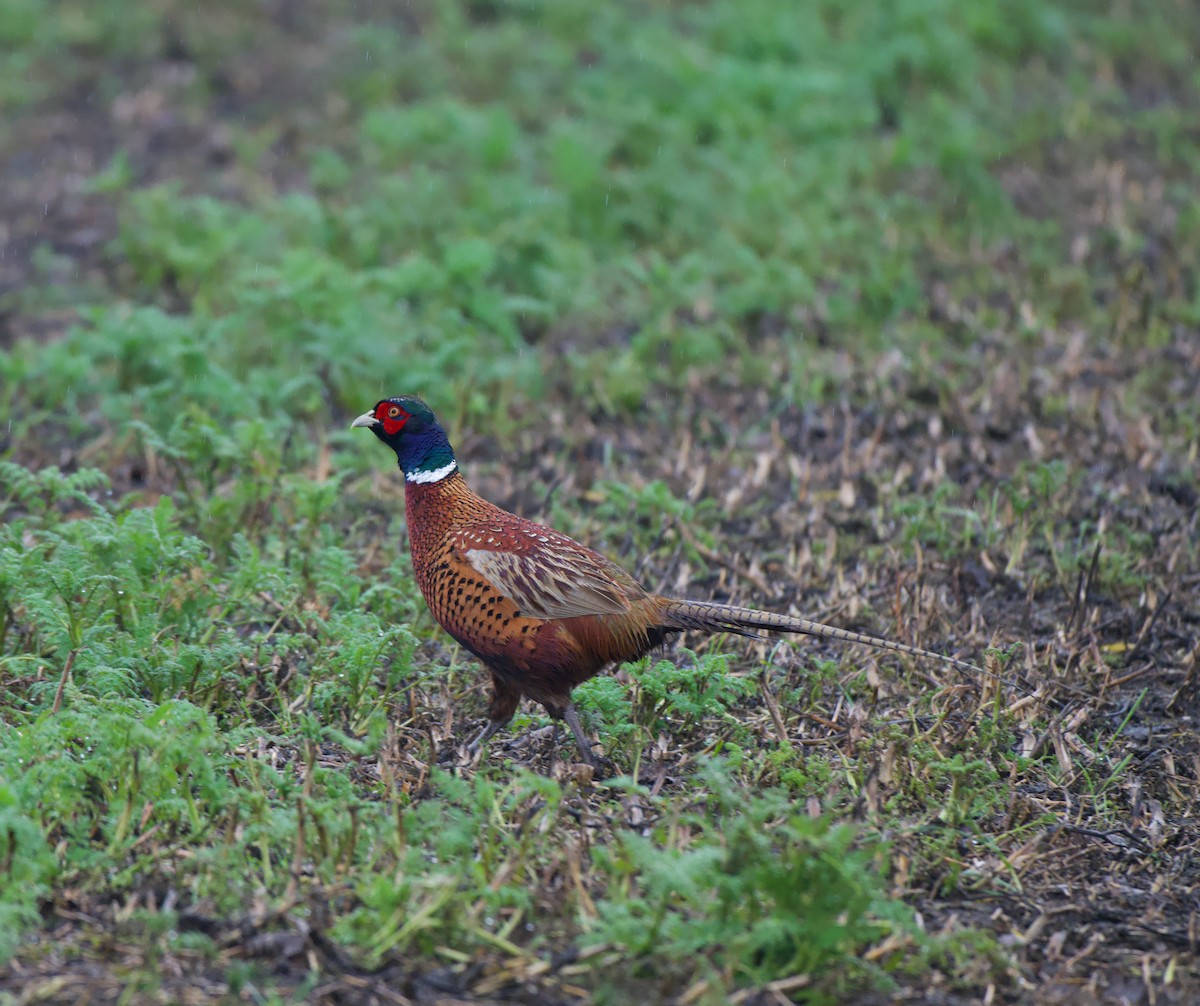 Faisán Vulgar - ML646576539