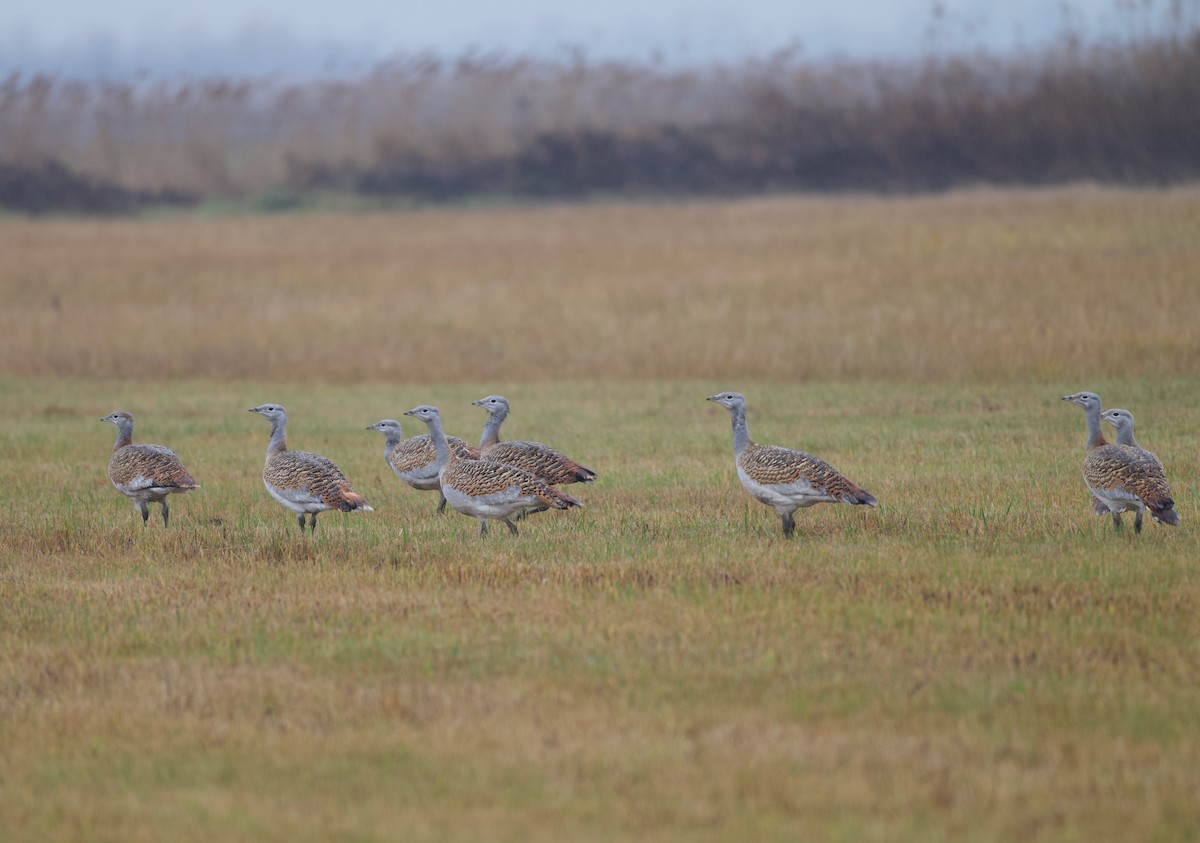 Avutarda Euroasiática - ML646576541