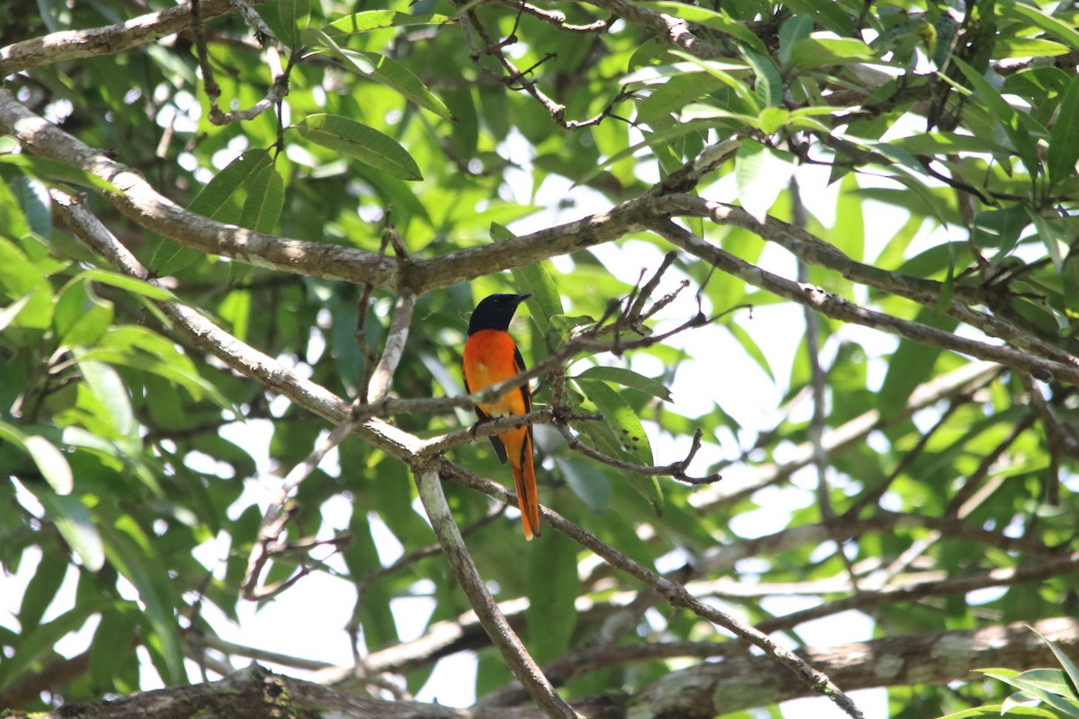 Minivet Naranja - ML646576542