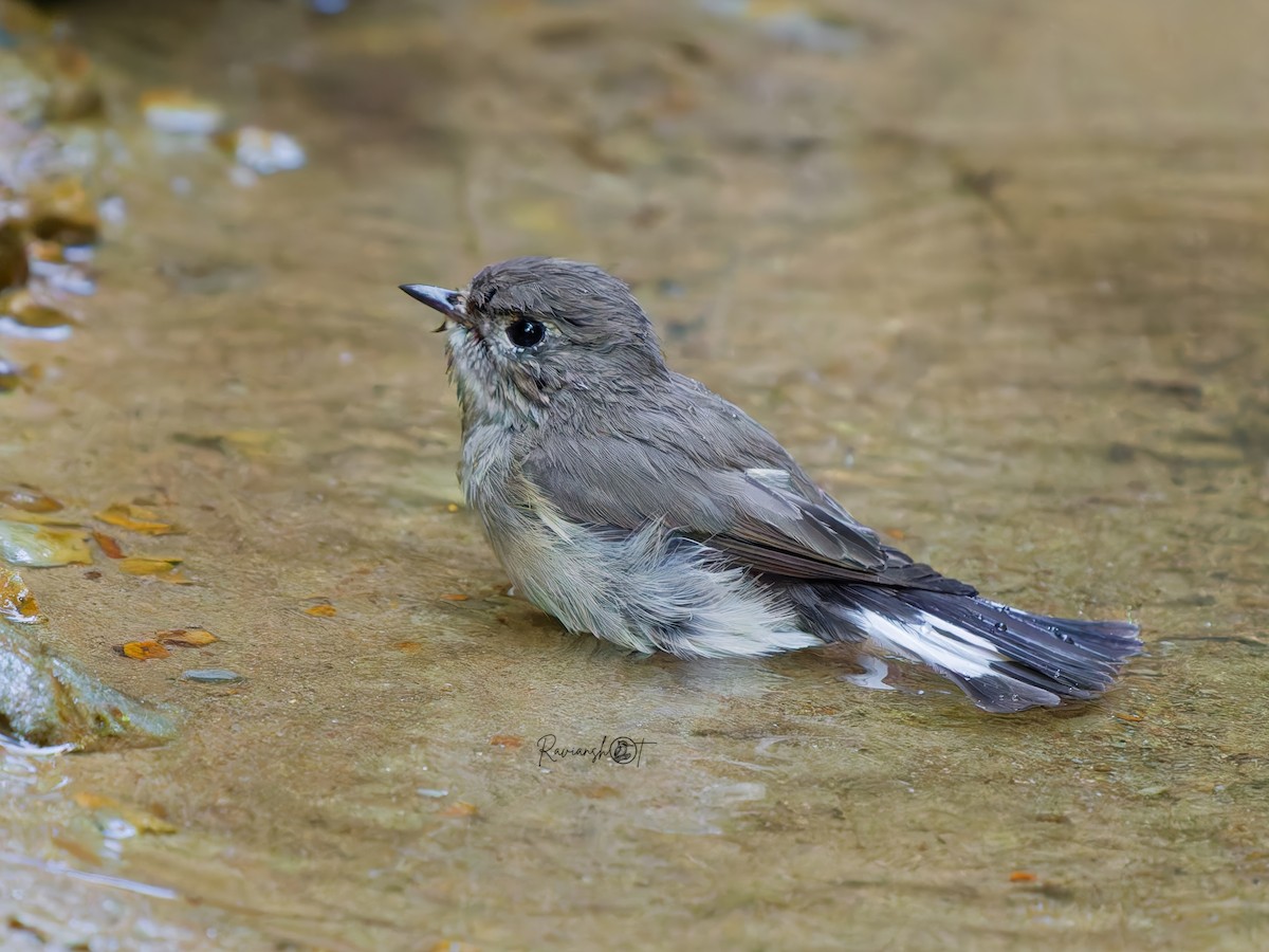 Papamoscas de la Taiga - ML646576543
