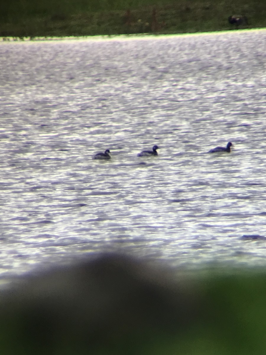 Eared Grebe - ML646576544