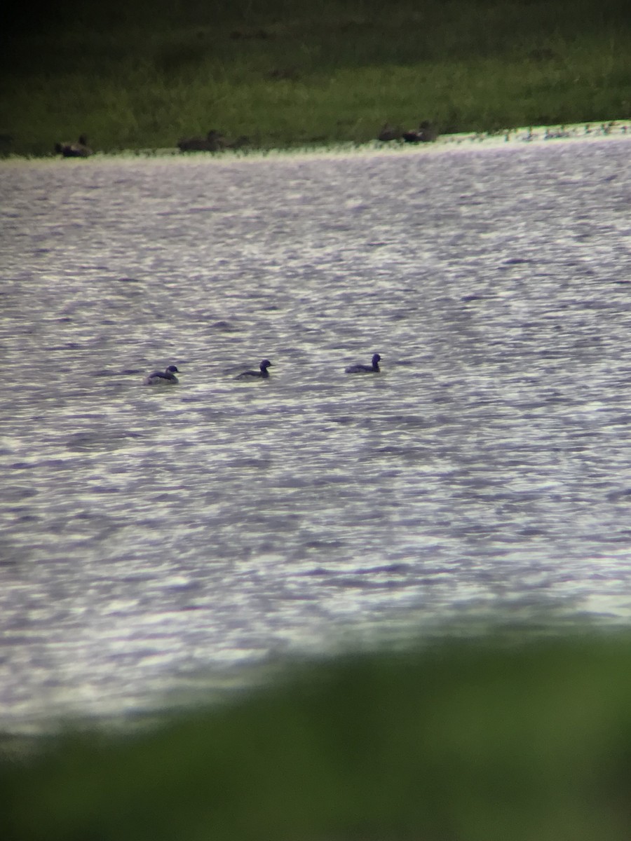 Eared Grebe - ML646576545