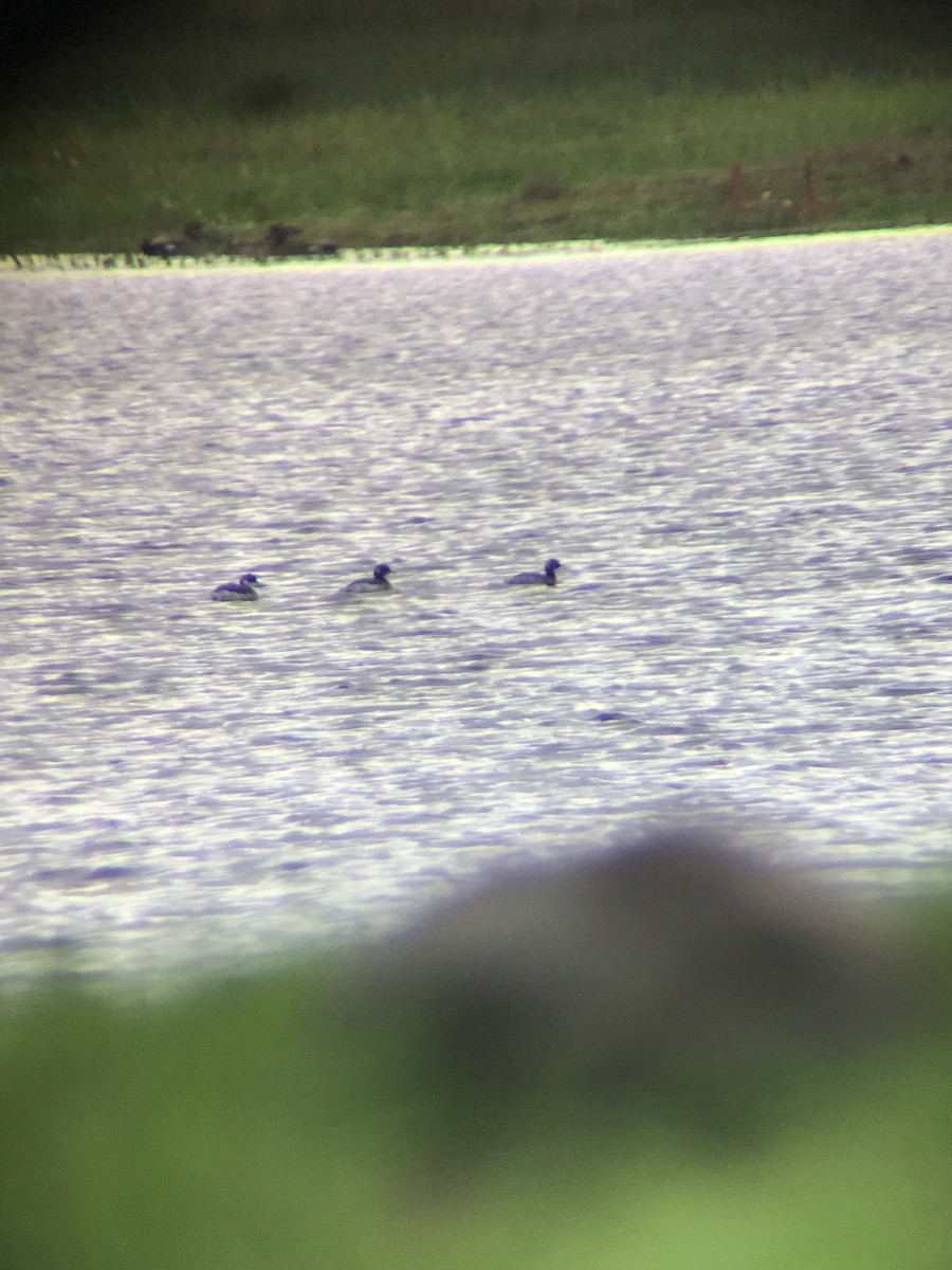 Eared Grebe - ML646576546