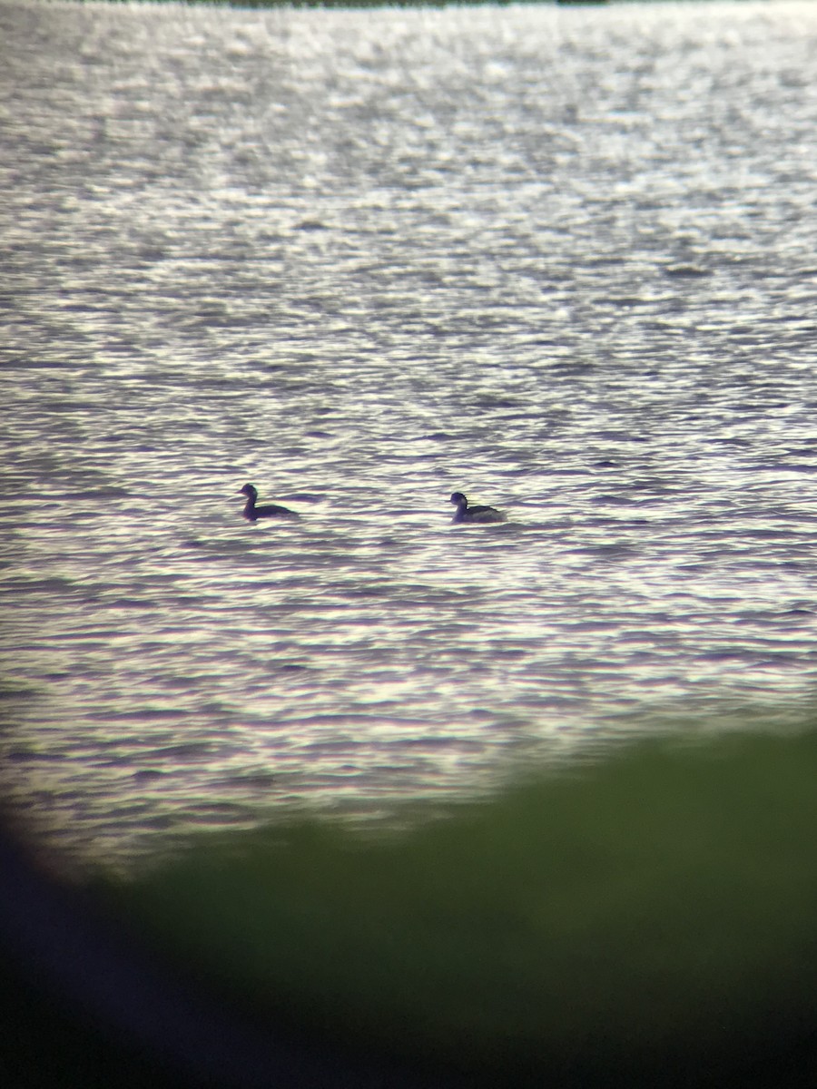 Eared Grebe - ML646576547