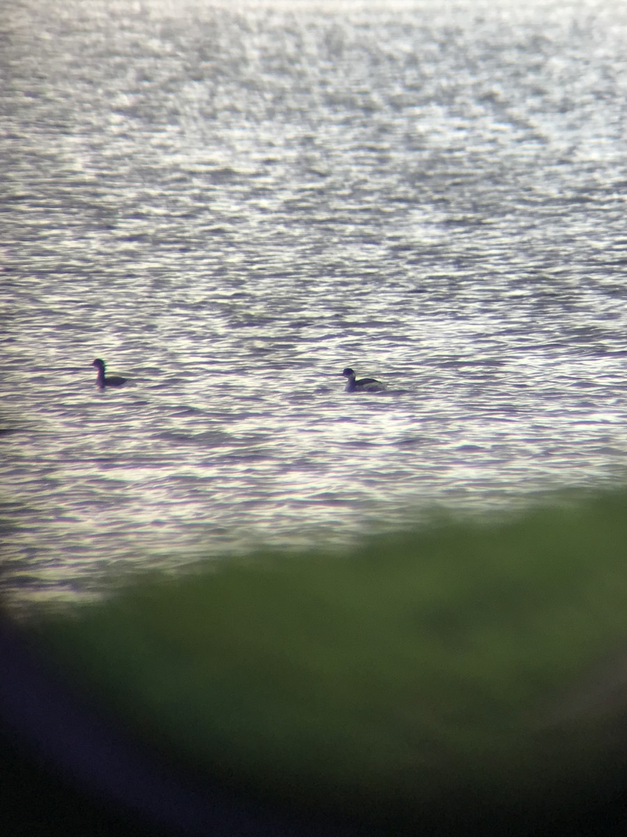 Eared Grebe - ML646576548