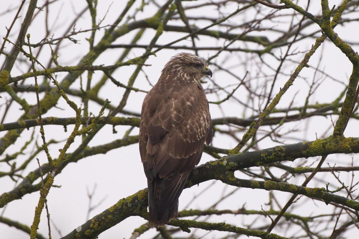 Busardo Ratonero - ML646576549