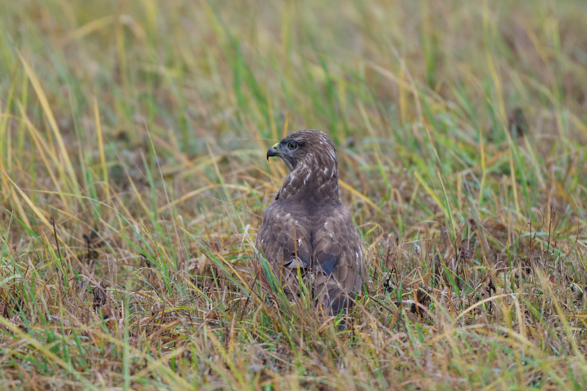 Busardo Ratonero - ML646576550