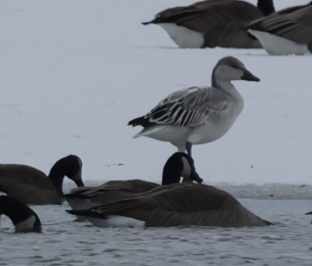 snøgås - ML646576551