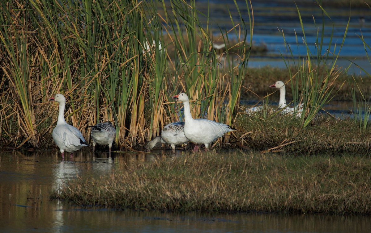 snøgås - ML646576553