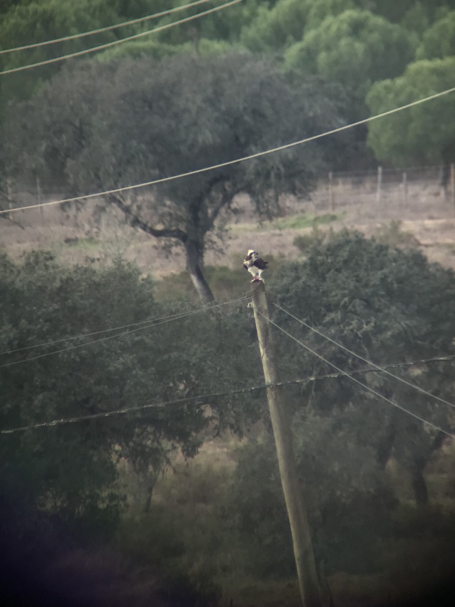 Osprey - ML646576554