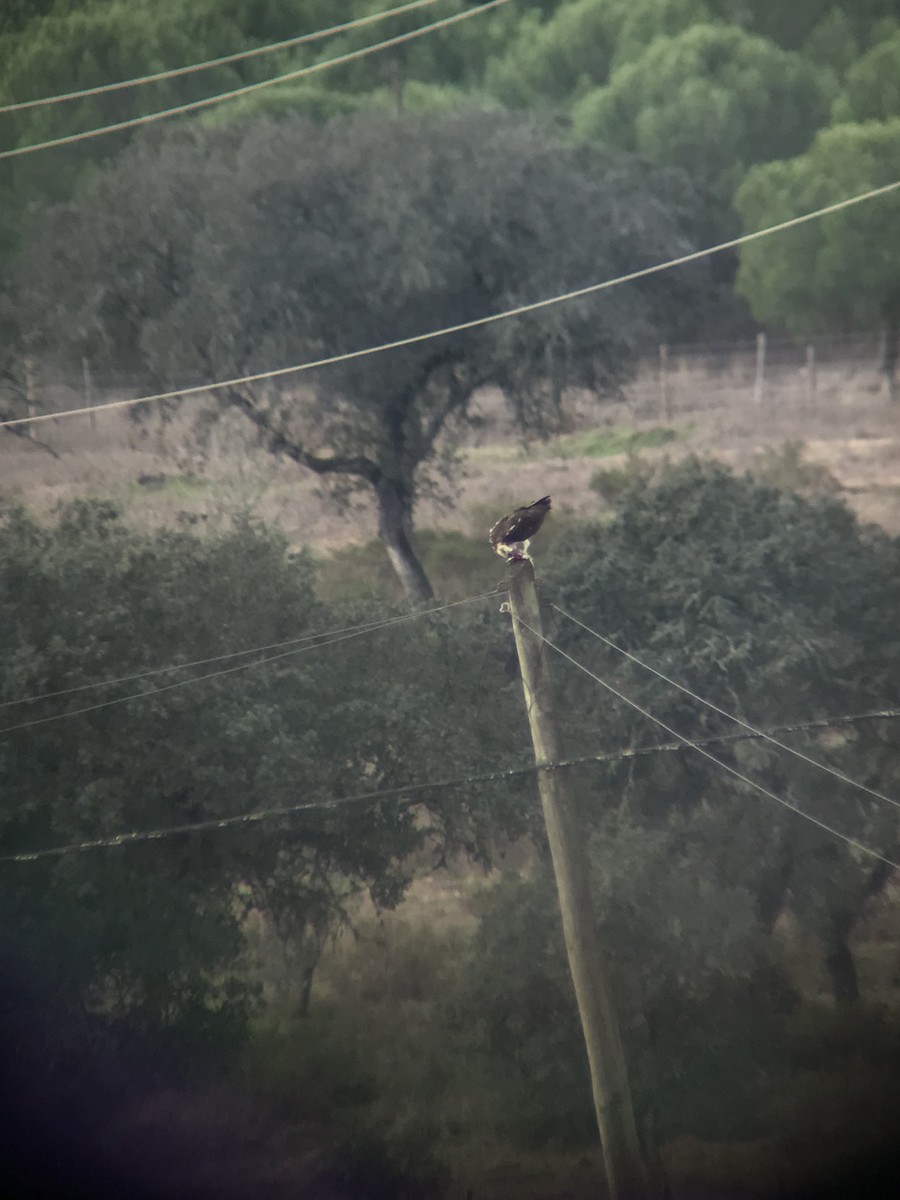 Osprey - ML646576556