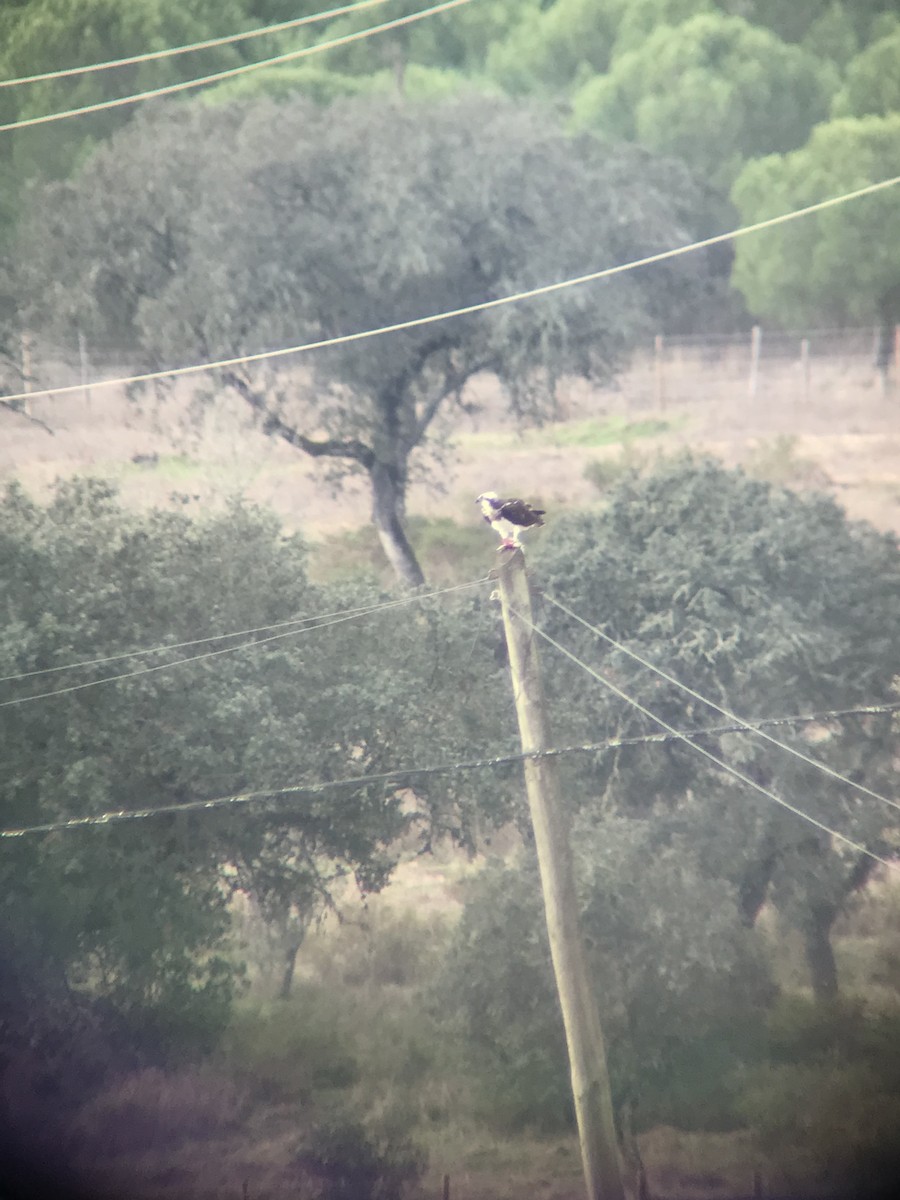 Osprey - ML646576557