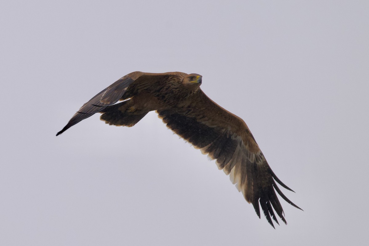 Águila Imperial Oriental - ML646576558