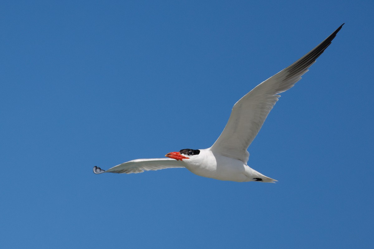 Caspian Tern - ML646576559