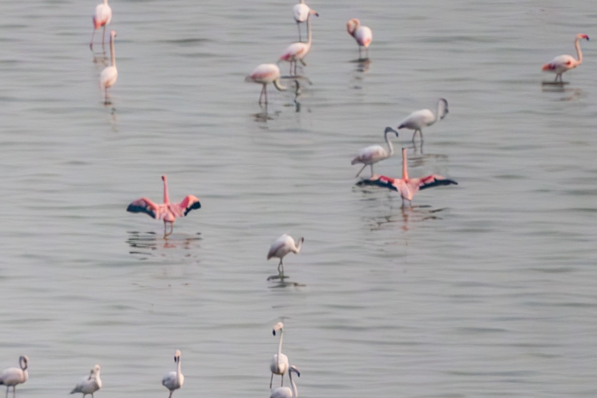 Küçük Flamingo - ML646576560