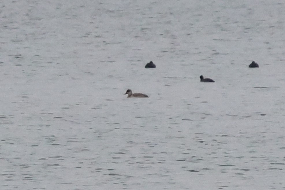 Fistione turco - ML646576562