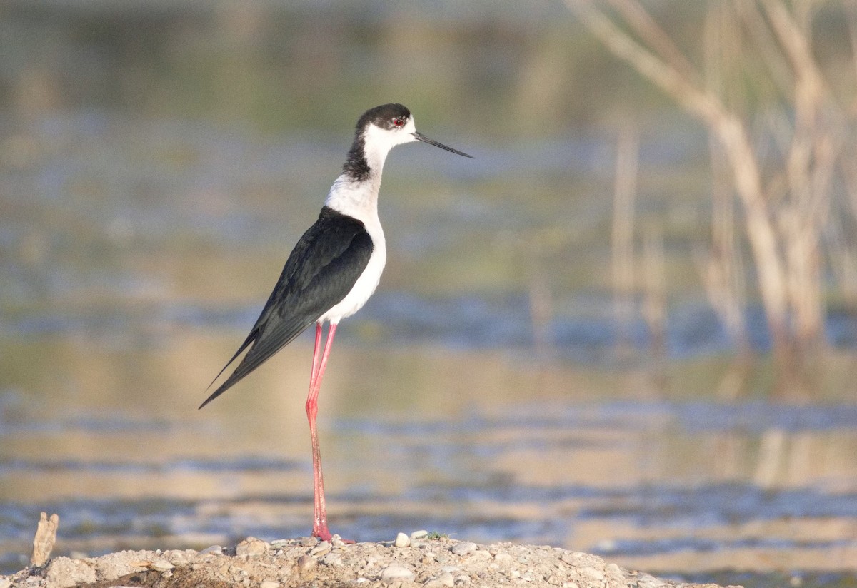 pisila čáponohá - ML646576565