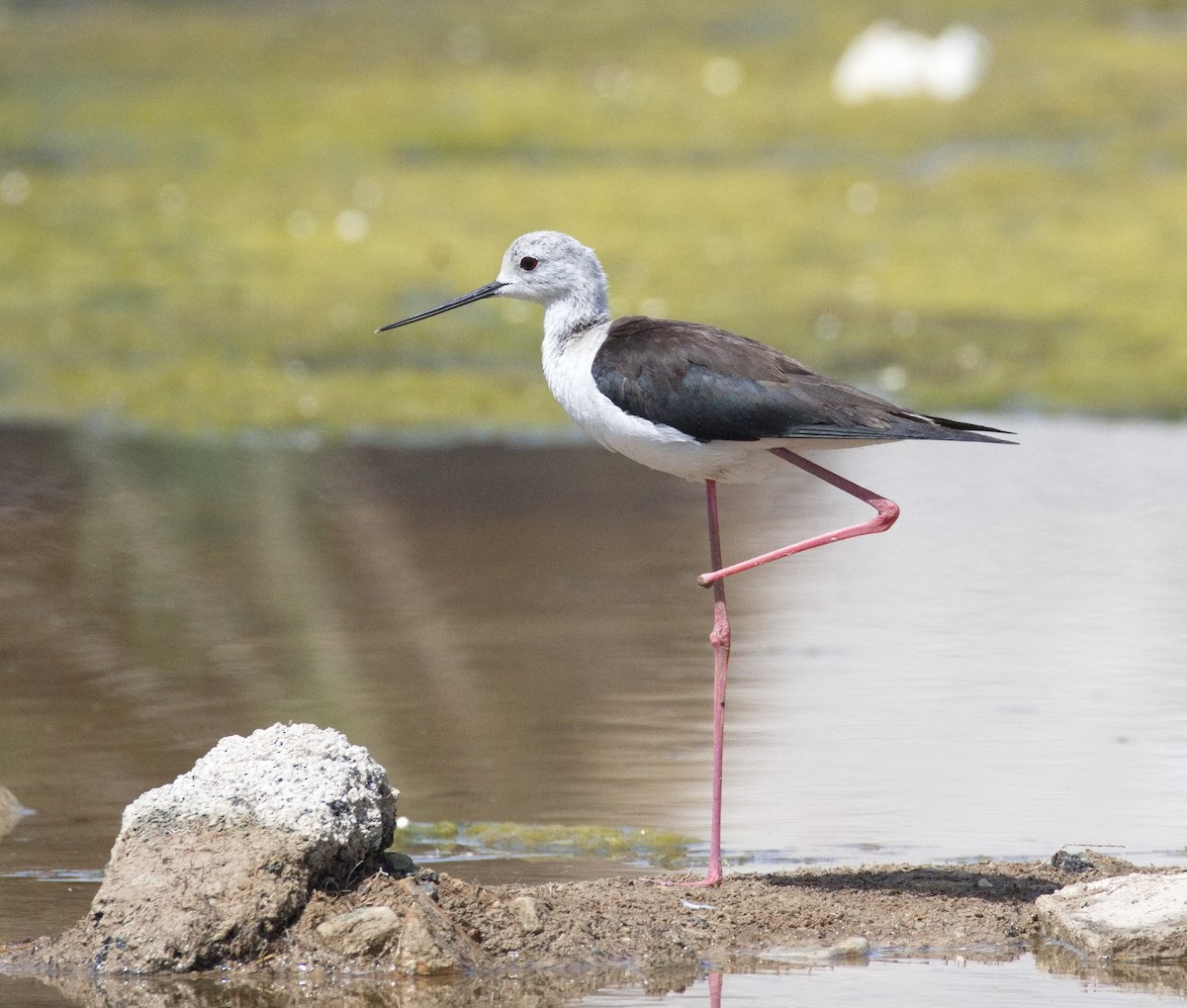 Zankaluze eurasiarra - ML646576566