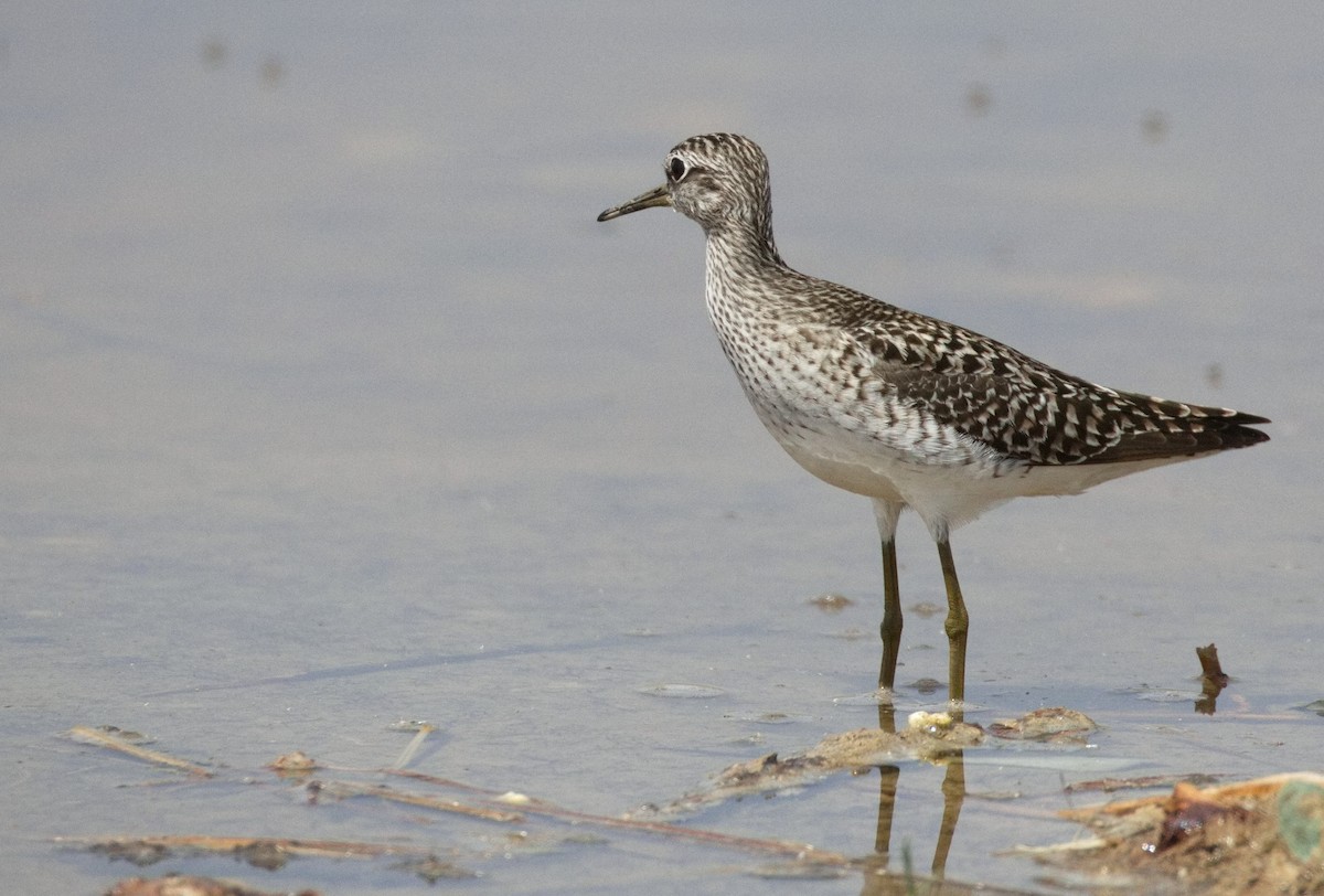 vodouš bahenní - ML646576568