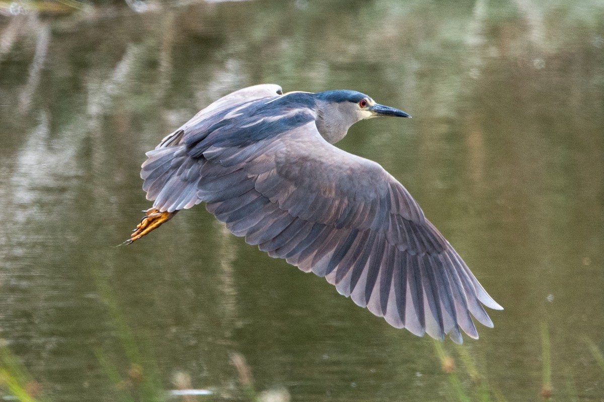 Gece Balıkçılı - ML646576569