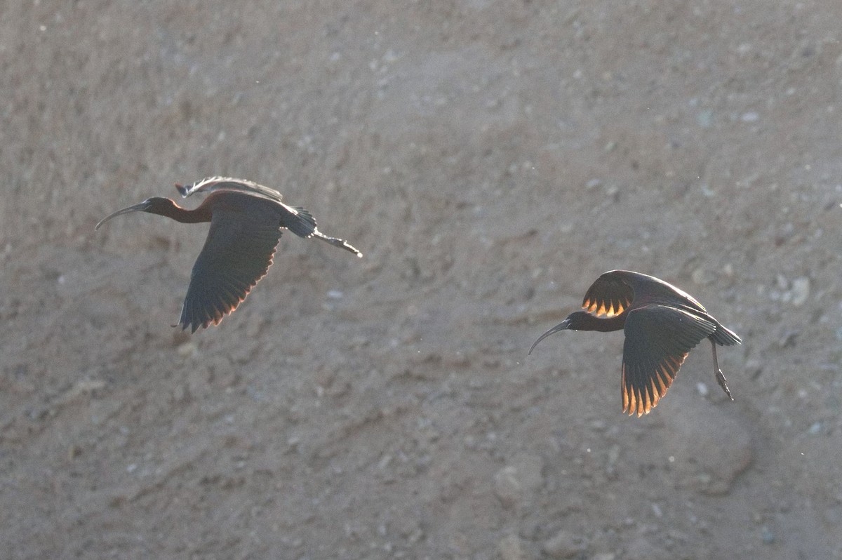 ibis hnědý - ML646576570