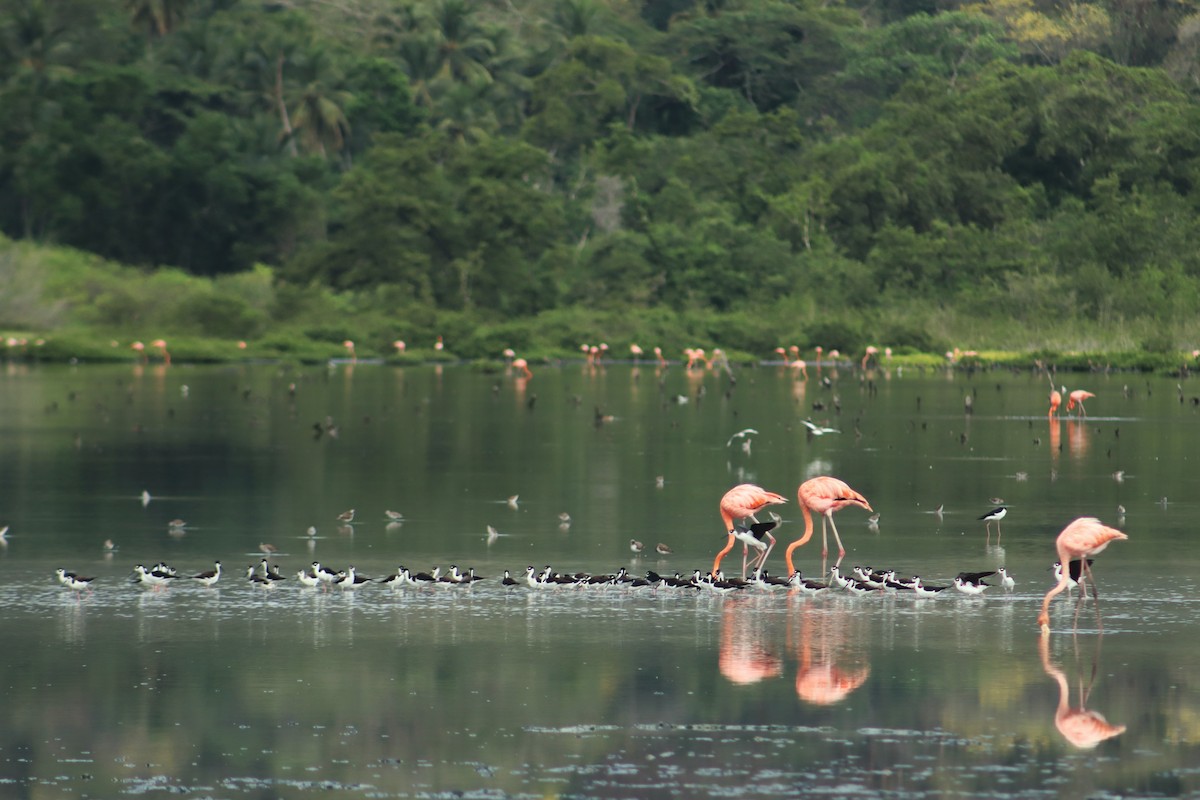 Black-necked Stilt - ML646576571