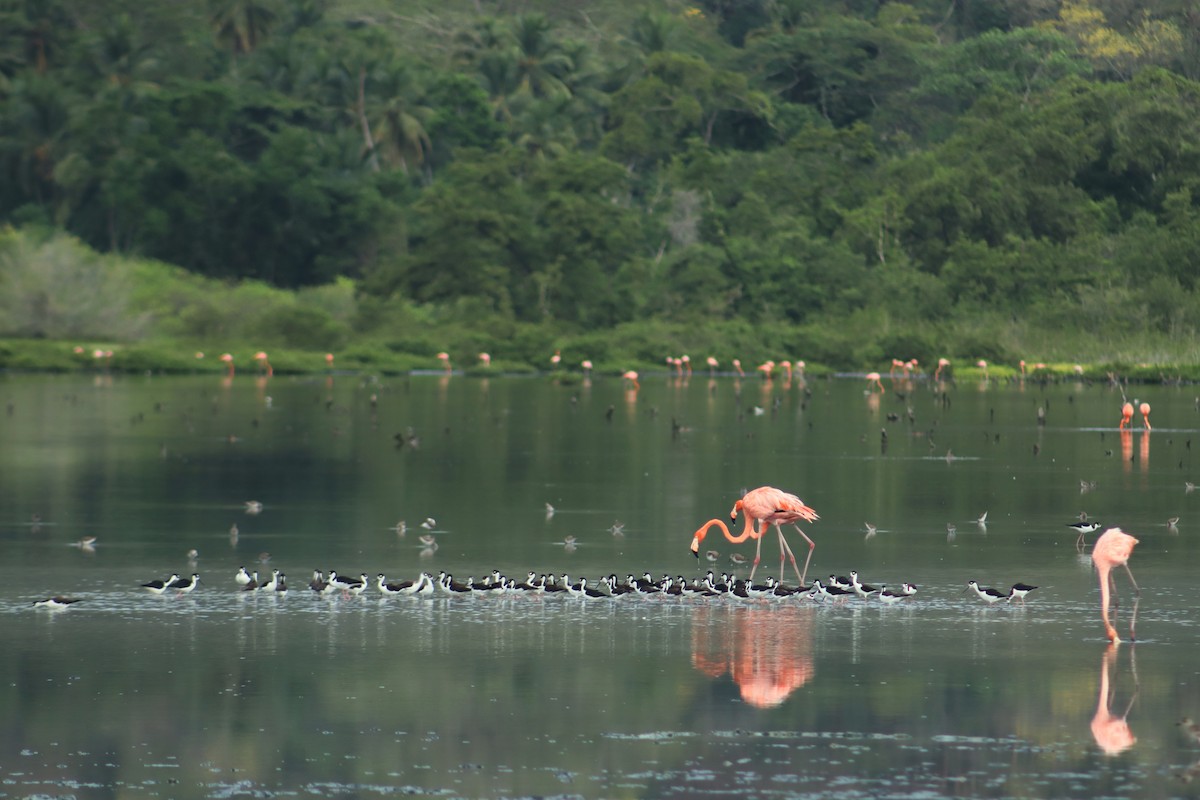 Black-necked Stilt - ML646576573