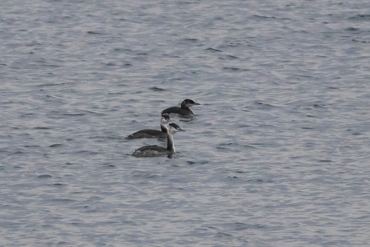 Red-necked Grebe - ML646576574